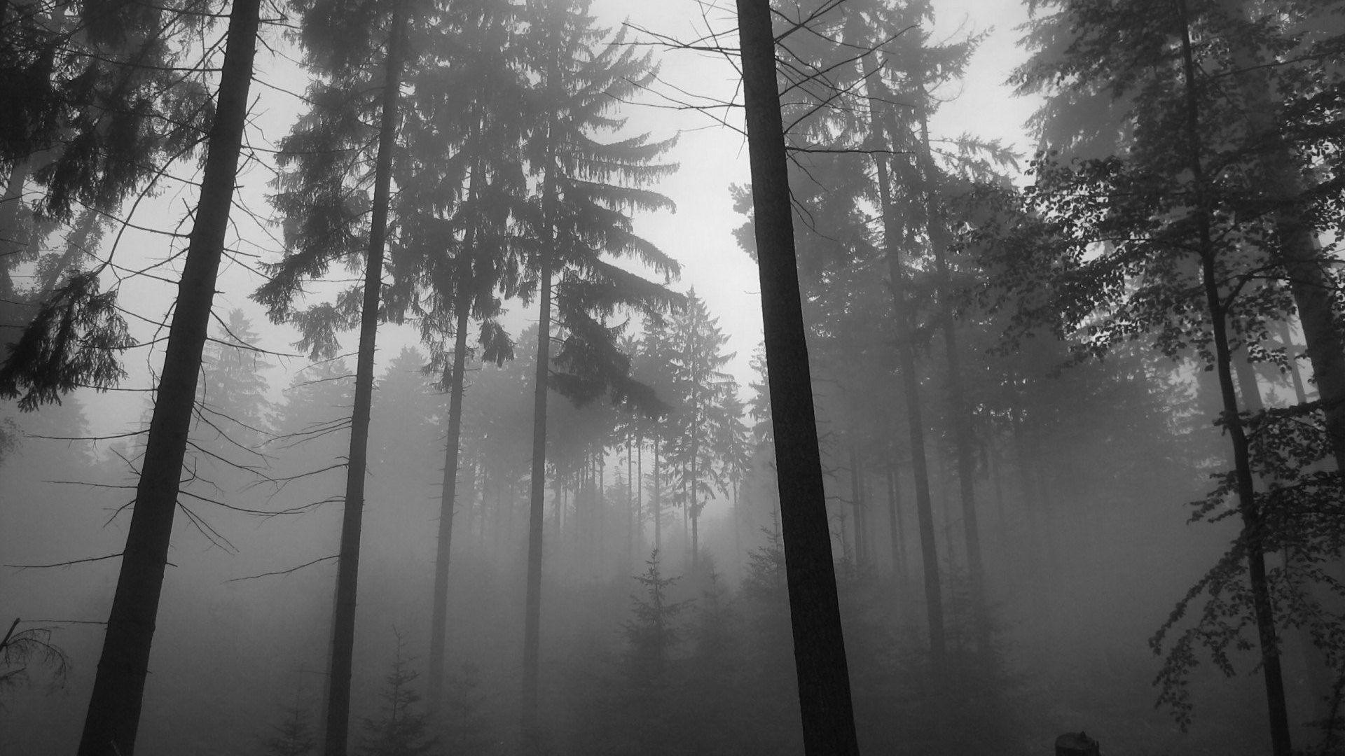 1920x1080 Forest Fog Wallpaper And White Nature Wallpaper 4k