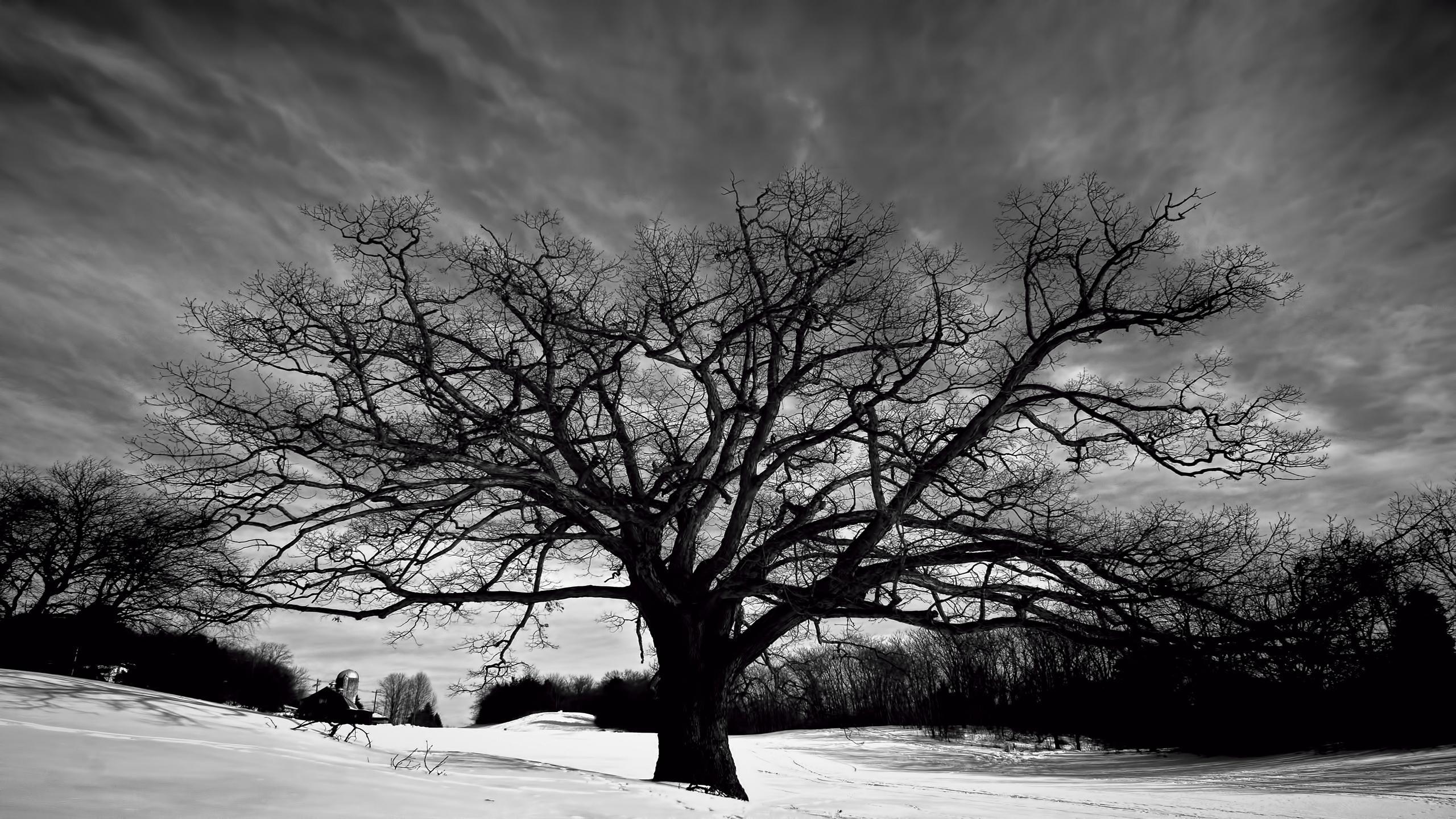 2560x1440 Tree Wallpaper Black And White