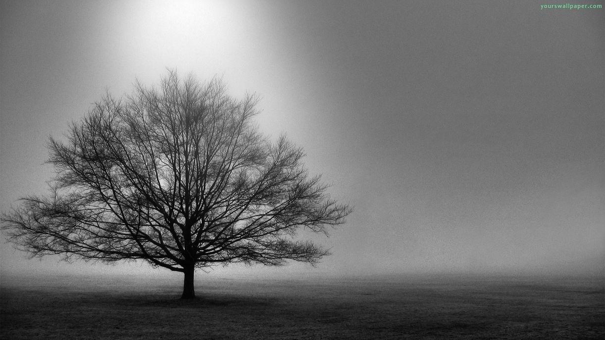 1222x687 Black And White Image Of Trees 25 Desktop Wallpaper