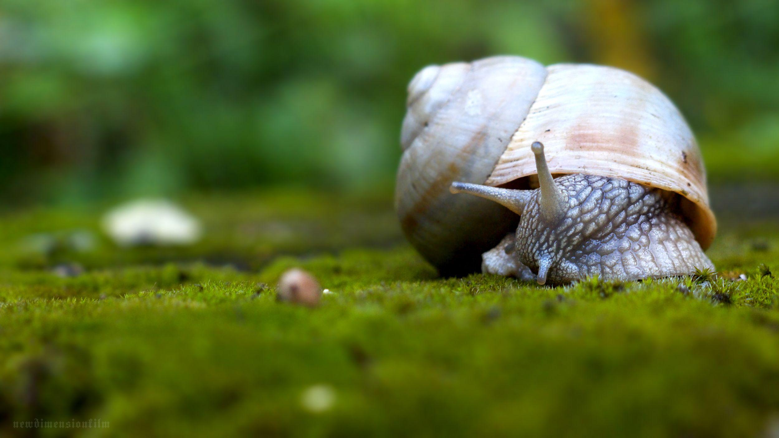 2500x1406 Snail Wallpaper. Snail Wallpaper, Gary