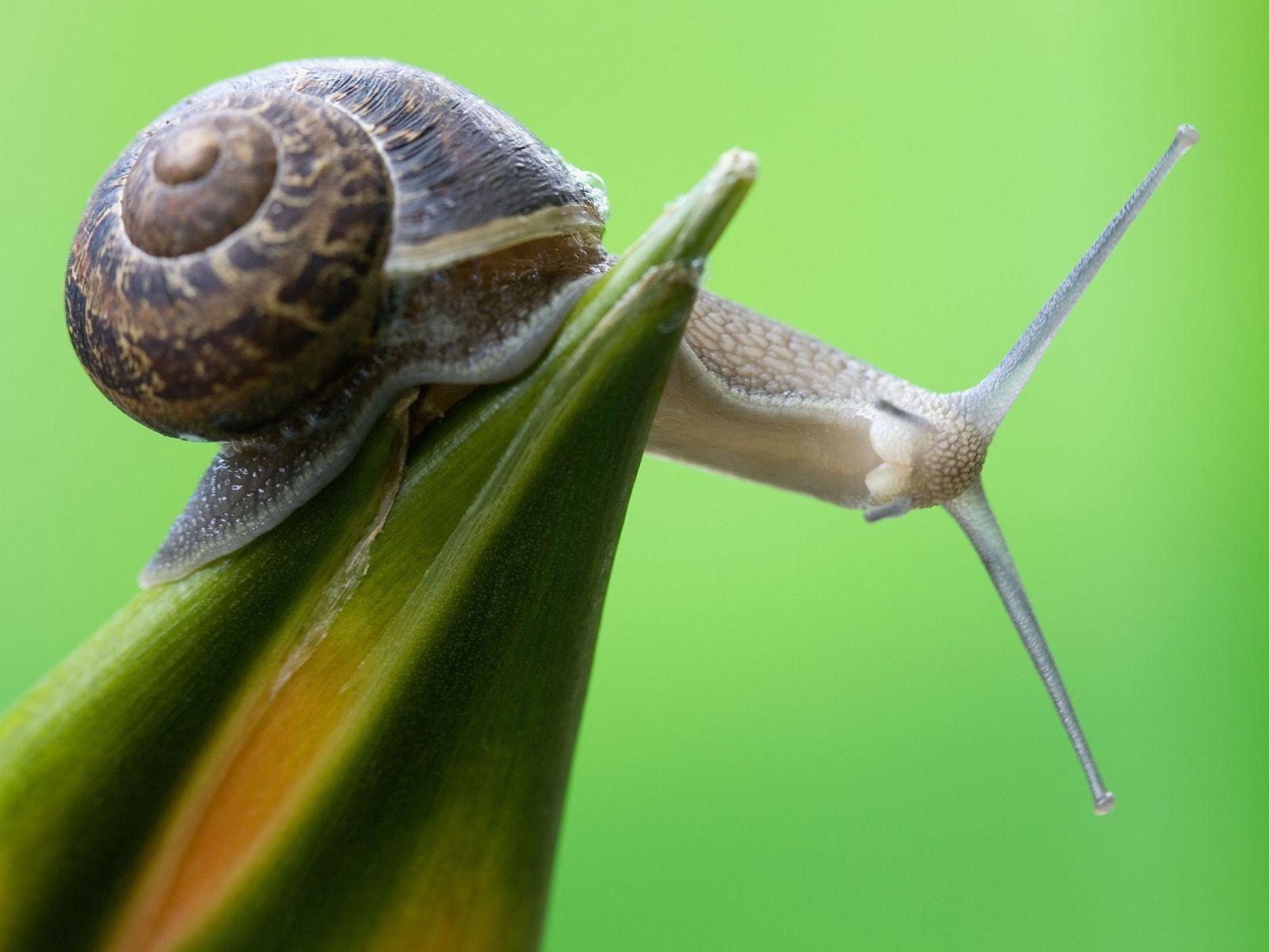 Snail Wallpapers - Top Free Snail Backgrounds - WallpaperAccess