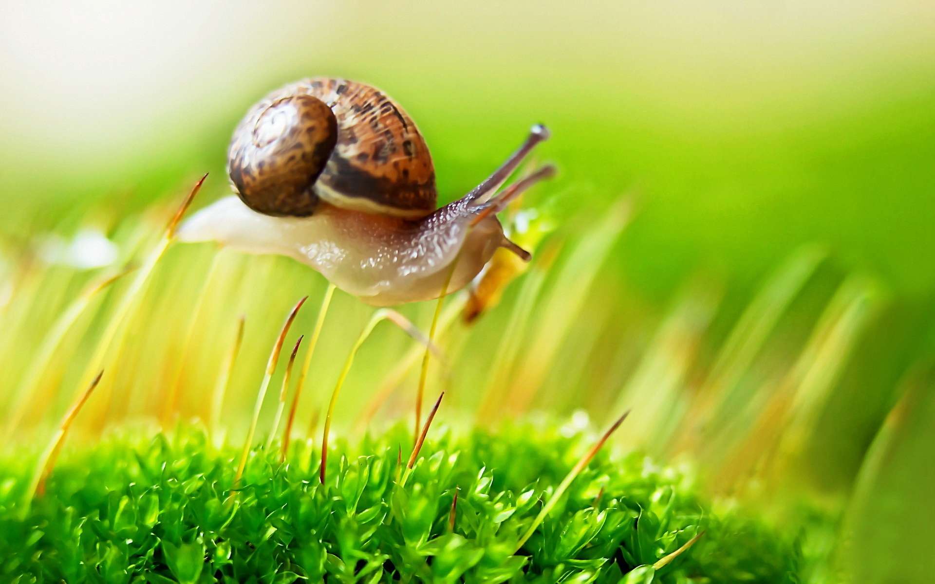 1920x1200 Snail On Plants