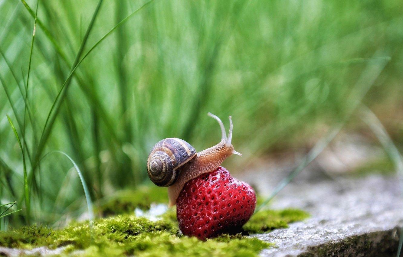 cute snail wallpaper by floradam  Download on ZEDGE  2f8c