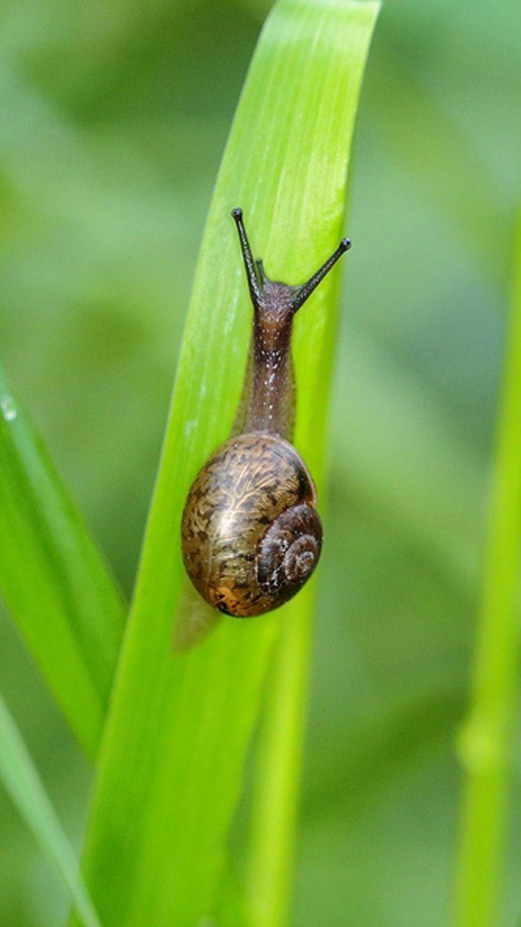 Snail Wallpapers - Top Free Snail Backgrounds - WallpaperAccess