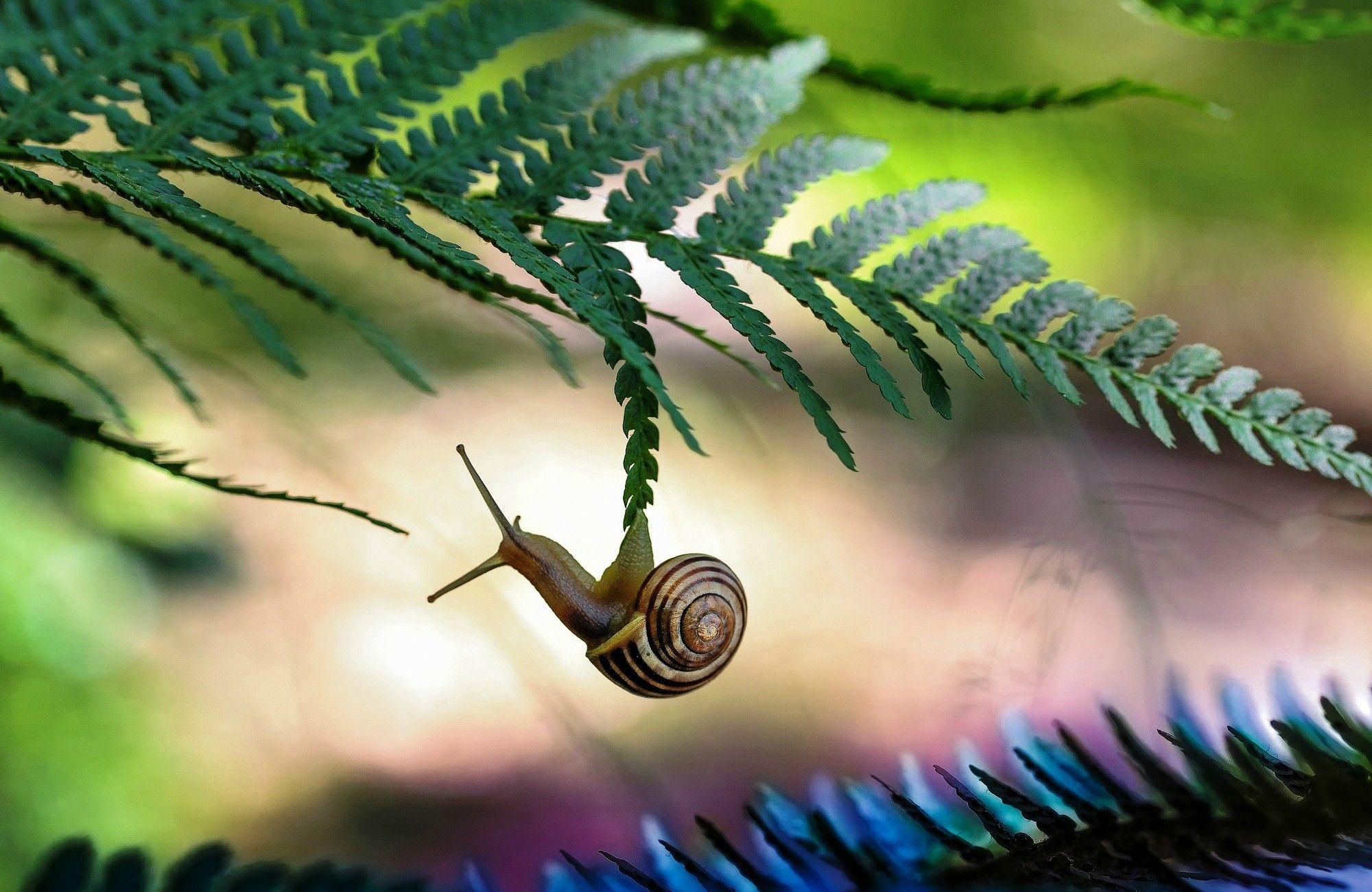 2000x1300 Snail Wallpaper