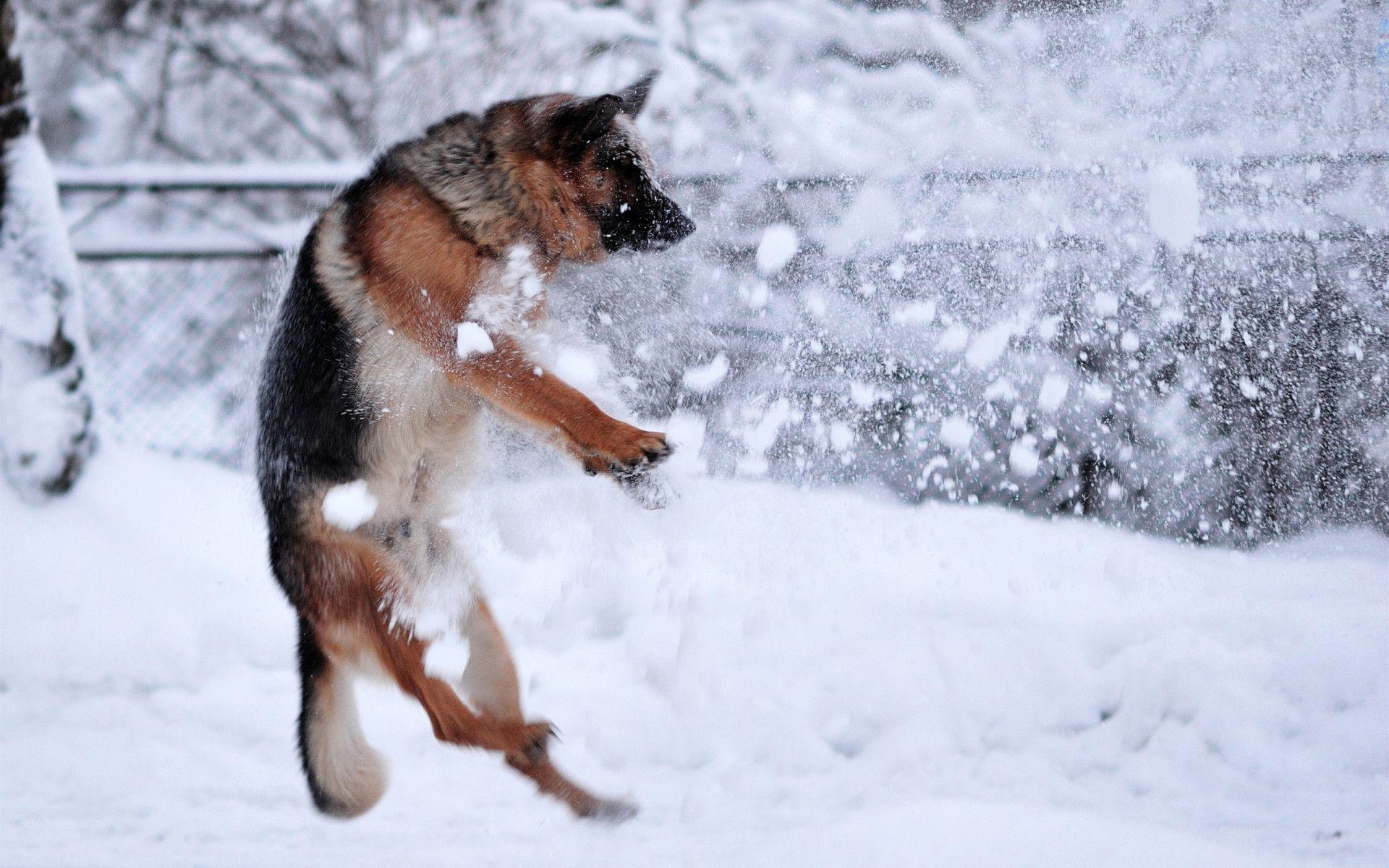 how do german shepherds do in winter