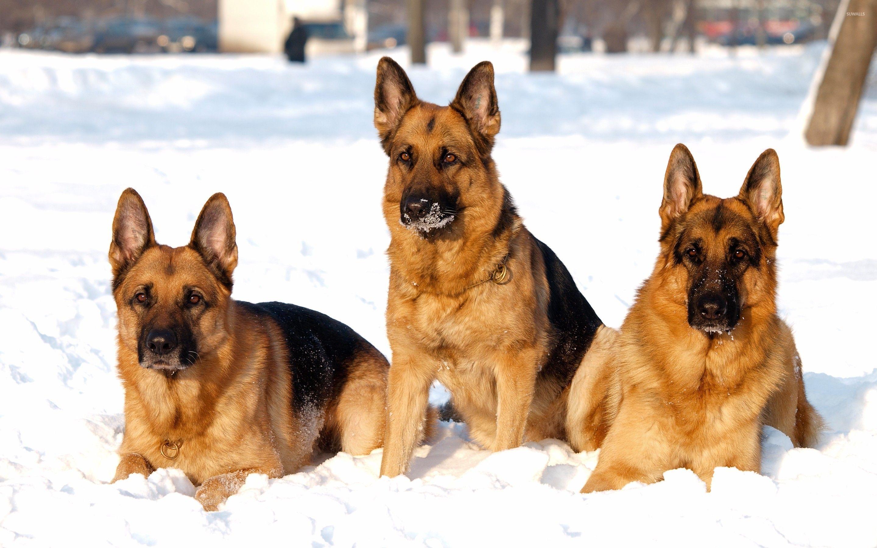 how do german shepherds do in winter