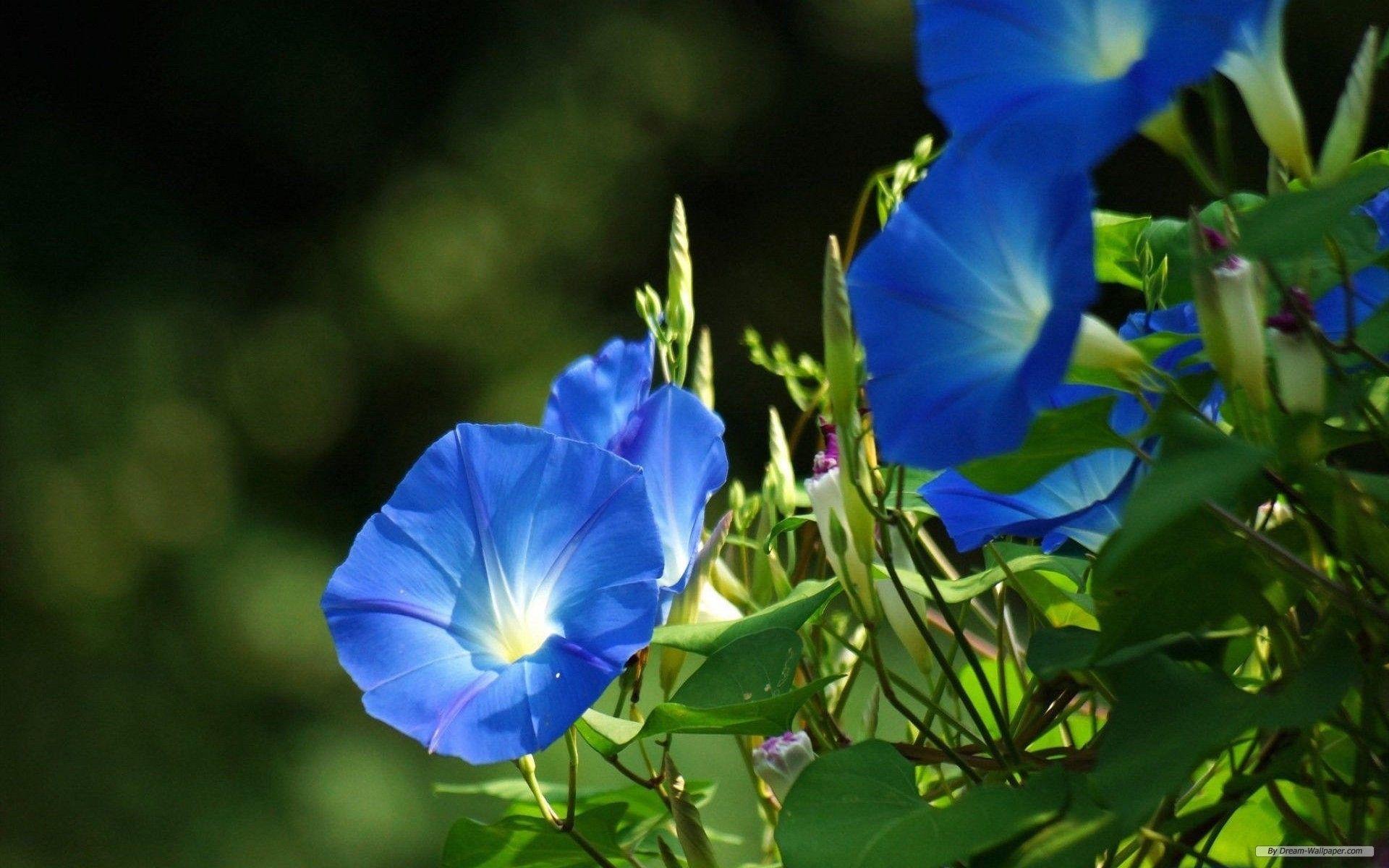 1920x1200 Free Flower Wallpaper Glory Wallpaper