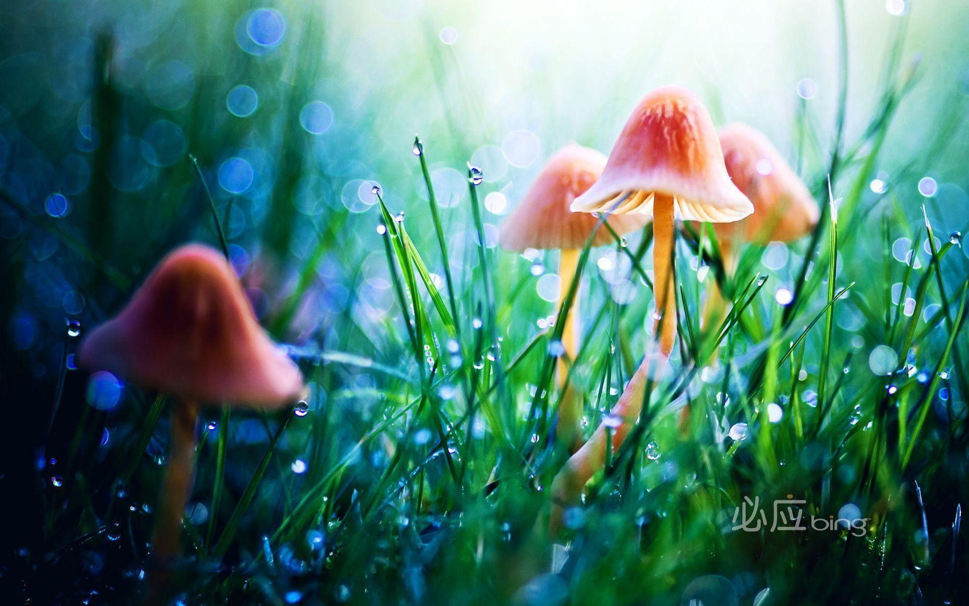1920x1200 Fairyland Wallpaper