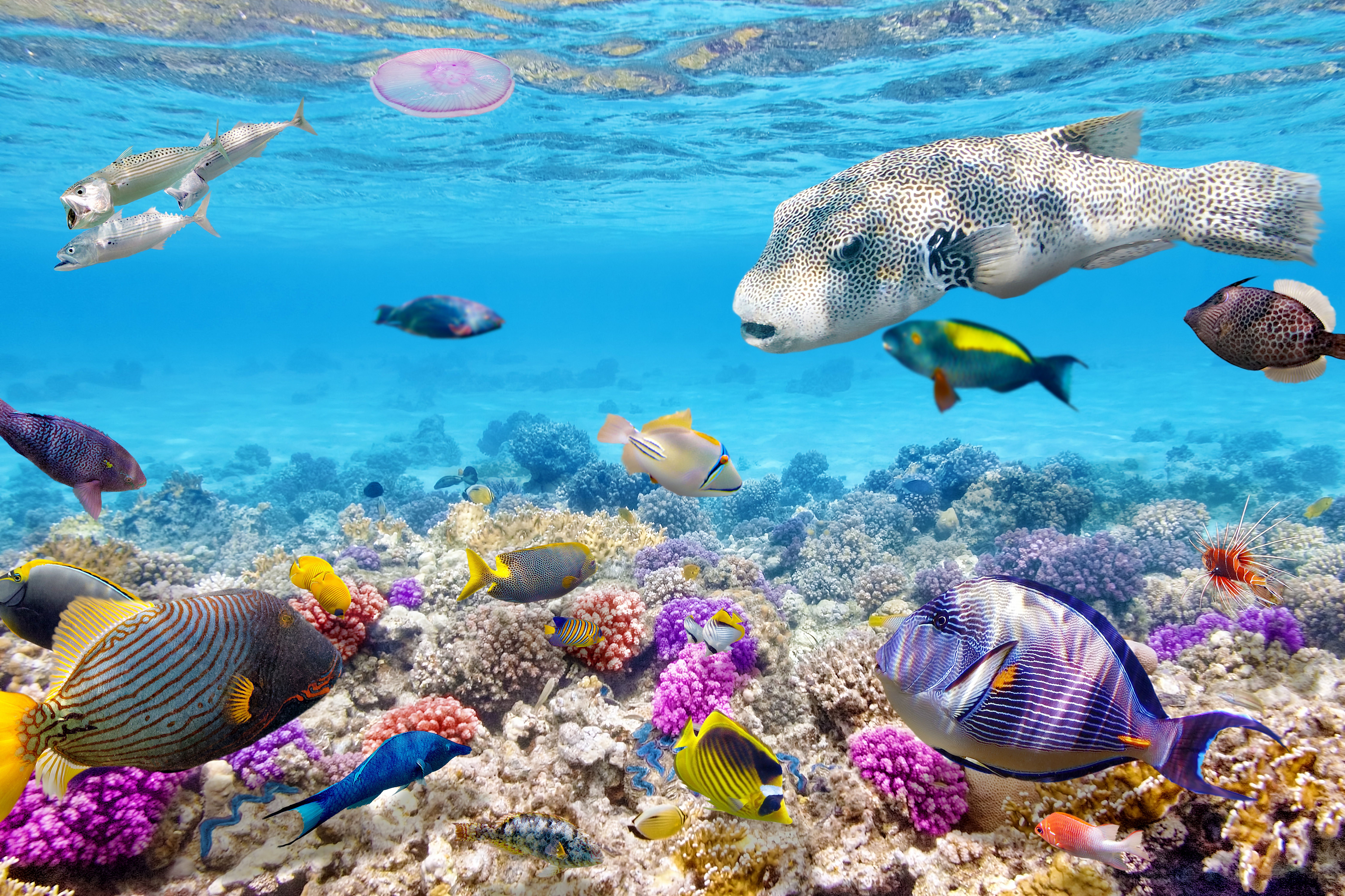 9000x6000 Fishes in the ocean Wallpaper for Desktop