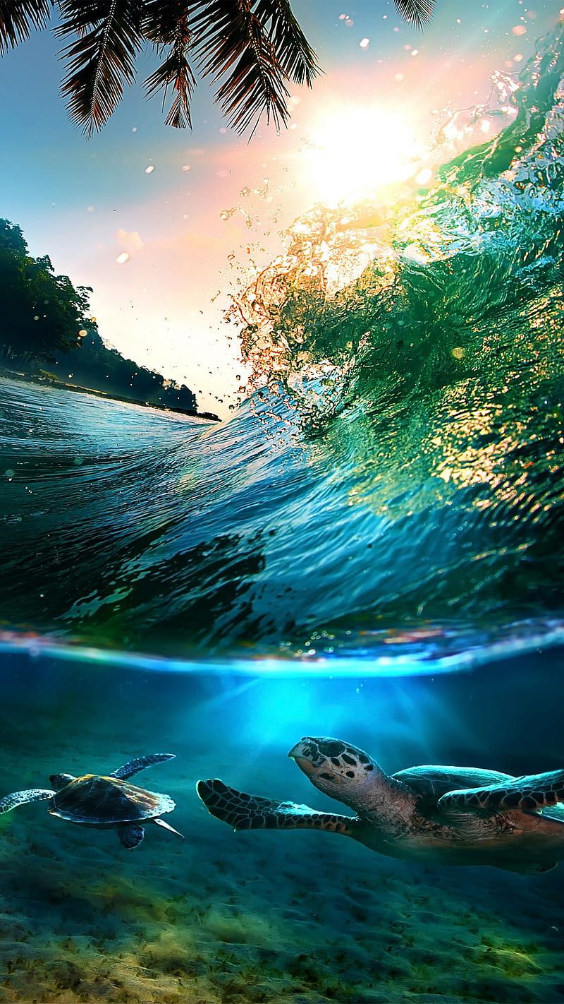 800x1422 Tropical sea, background, beach, blue, nice, sea, summer, turtle, turtles, water under, HD phone wallpaper