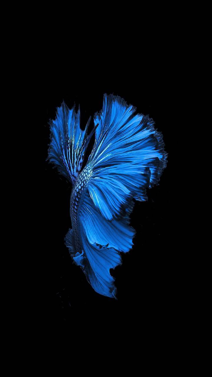 720x1280 Blue Fighter Fish hình nền