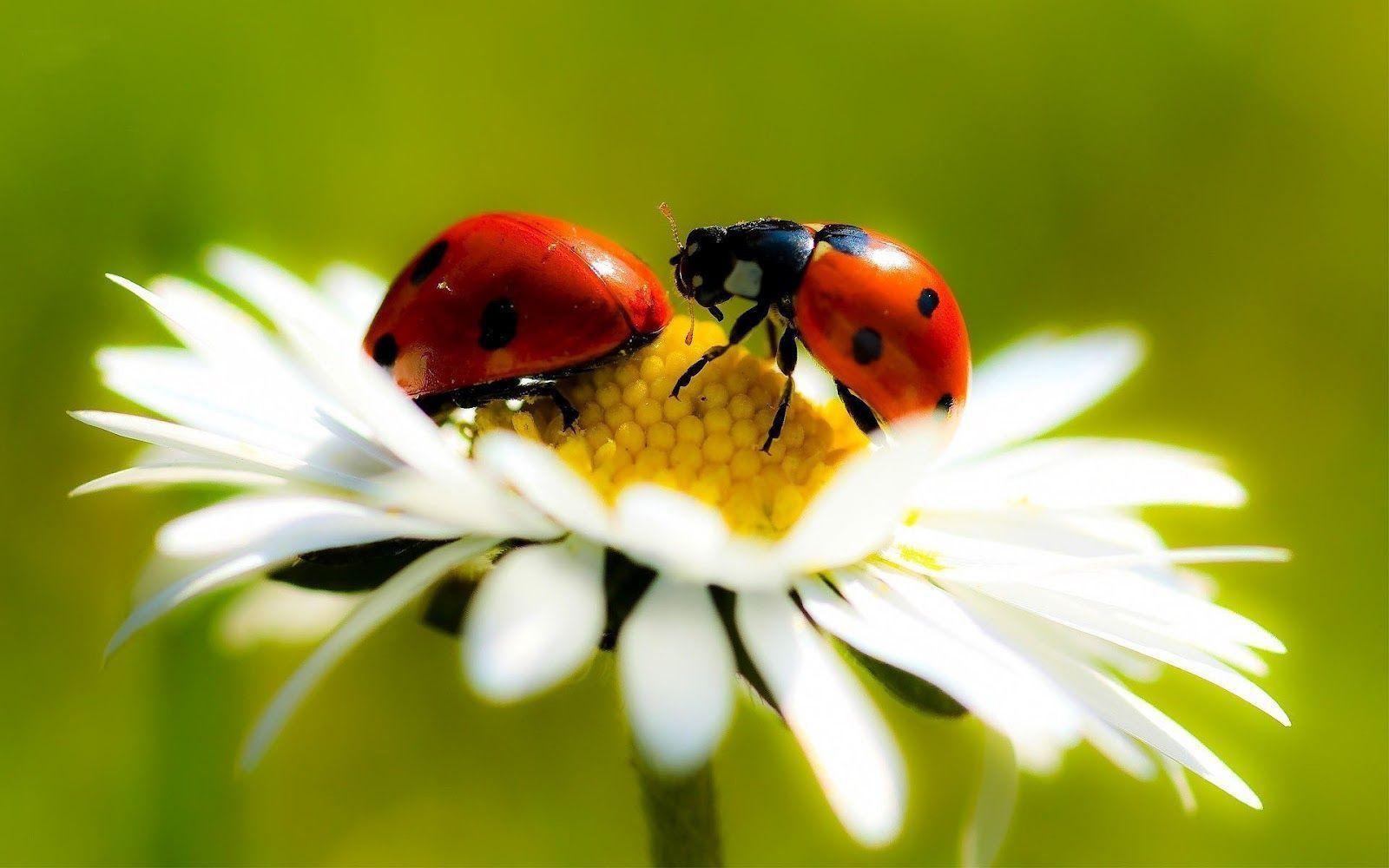 1600x1000 Two ladybugs on a white flower. Ladybug wallpaper, Animal wallpaper, Ladybug