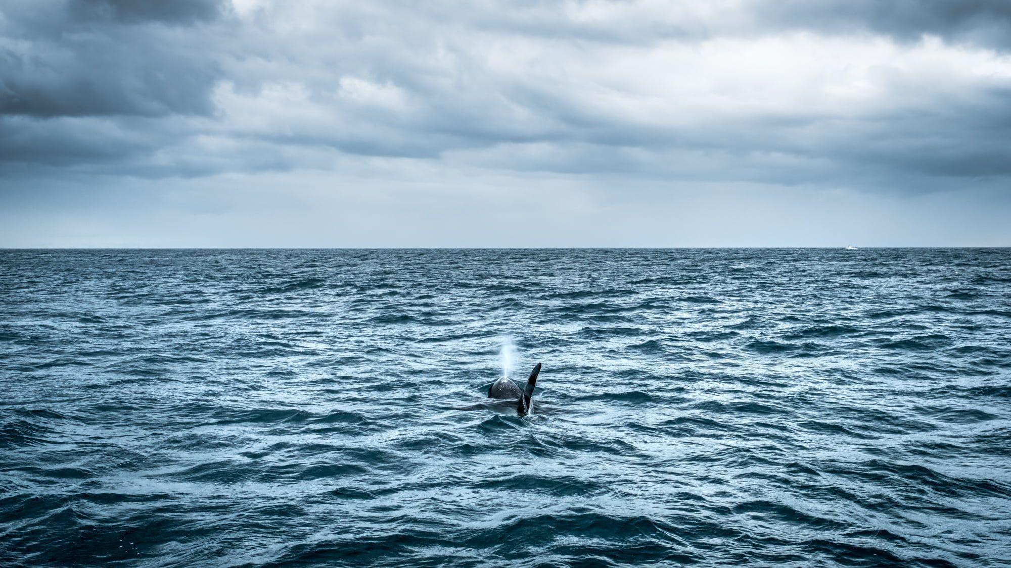 2000x1125 Killer Whale on calm sea, iceland HD wallpaper