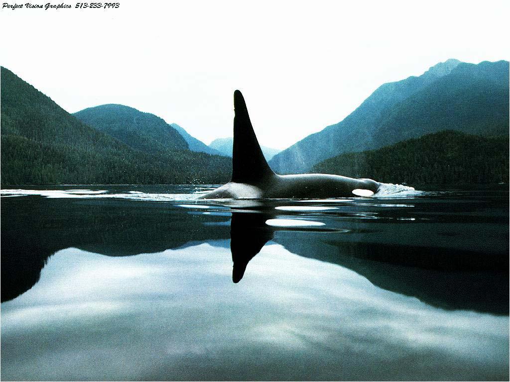 1024x768 Free download 45 Beautiful Killer Whale Wallpaper Download at