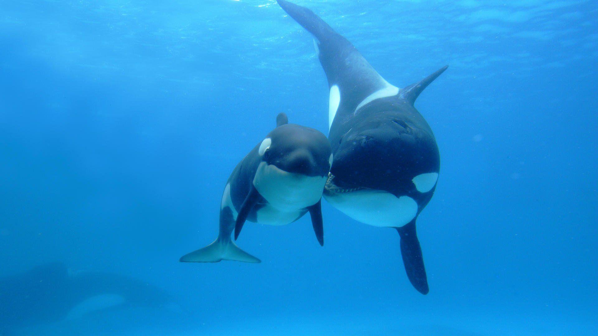 1920x1080 Orca Whales [1920 x 1080]