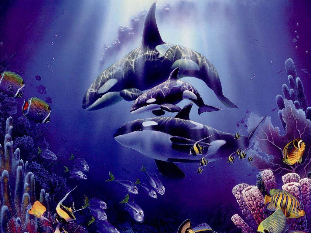 1024x768 killer whales wallpaper Cute and Docile