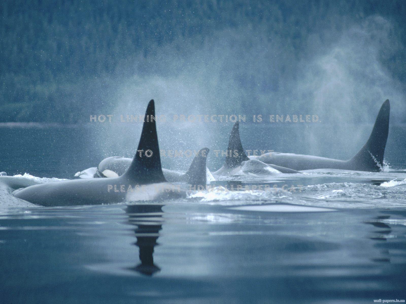 1600x1200 orcas killer whale animals