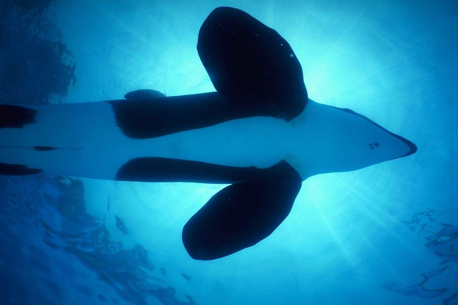 1600x1067 orca Desktop Wallpaper. Picture Orca Wallpaper. Top Wallpaper