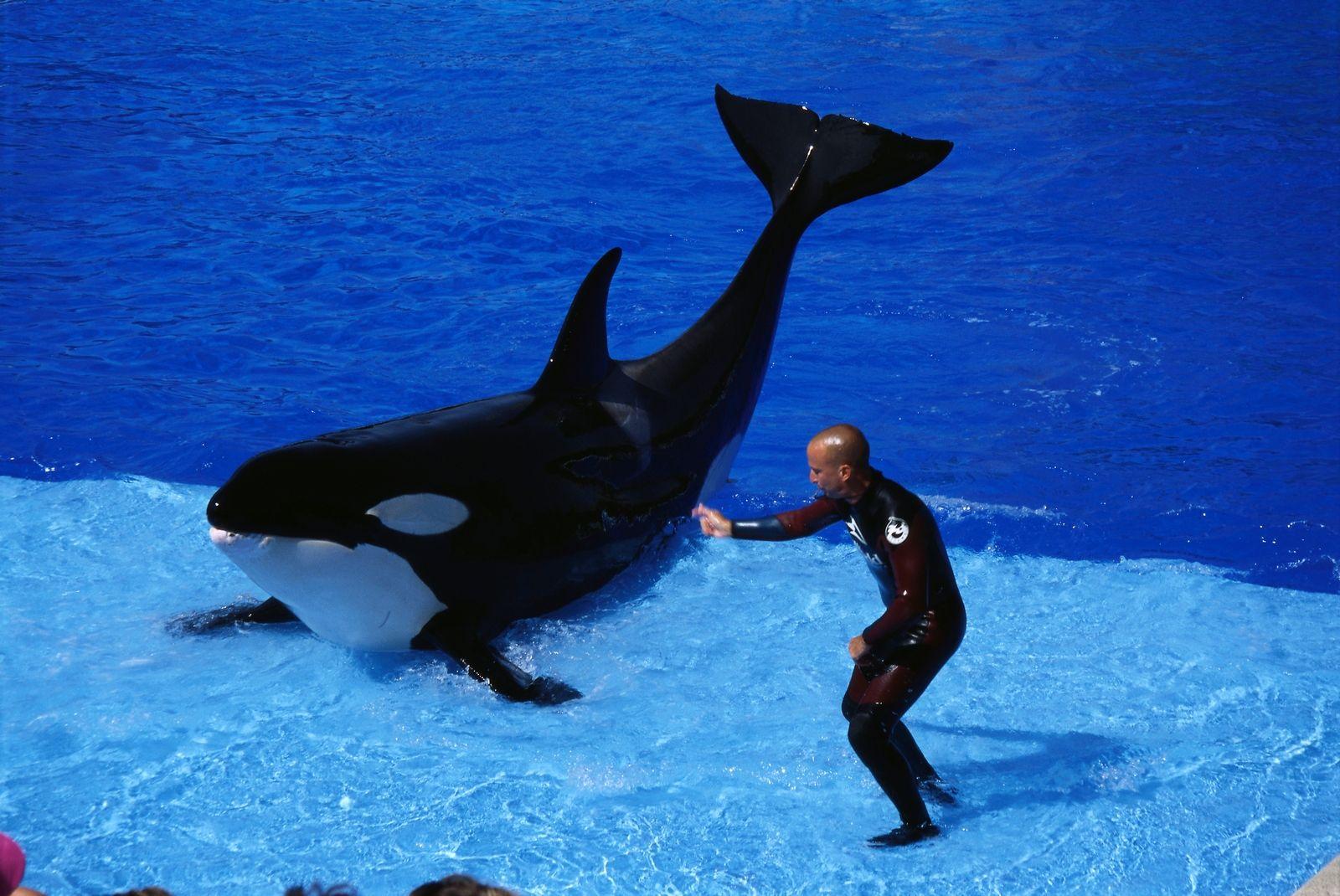 1600x1070 Killer Whales Wallpaper Baby Killer Whales, HD Wallpaper
