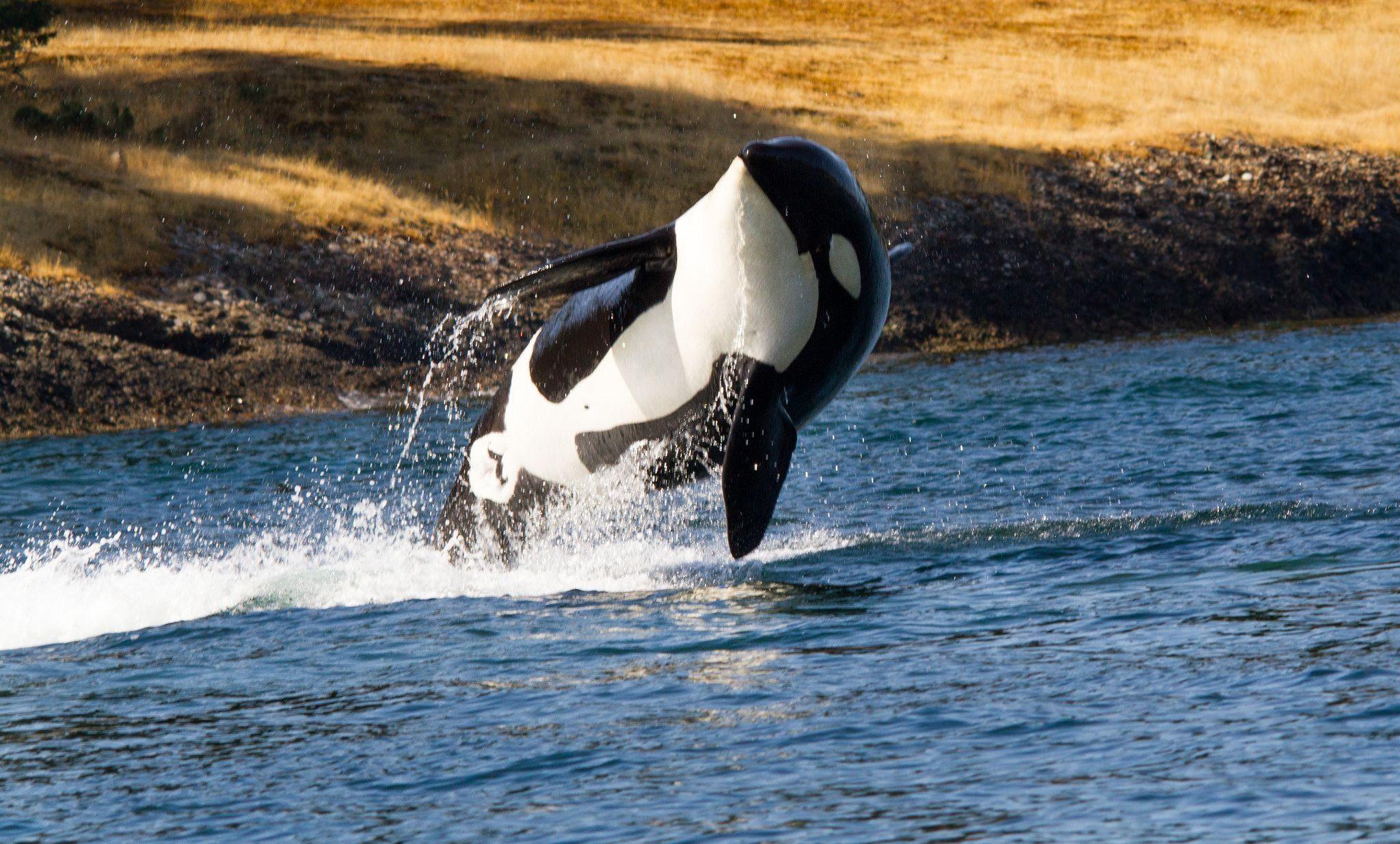 2048x1235 Orca Wallpaper. Wild Orca Wallpaper