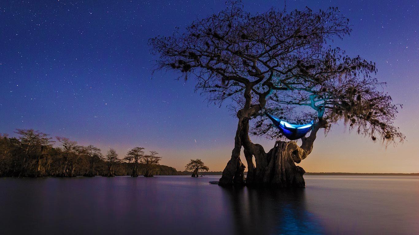 1366x768 Hammock camping in an old growth cypress tree, Florida wallpaper