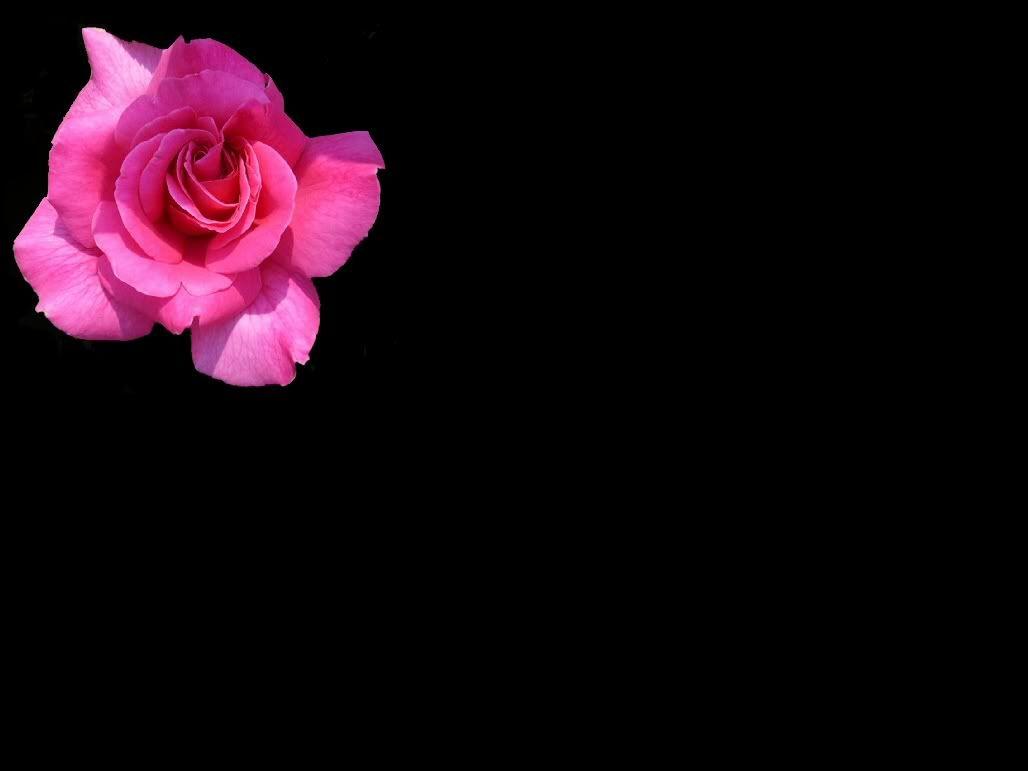 1028x771 Free download Single Flower Wallpaper Single Flower Desktop