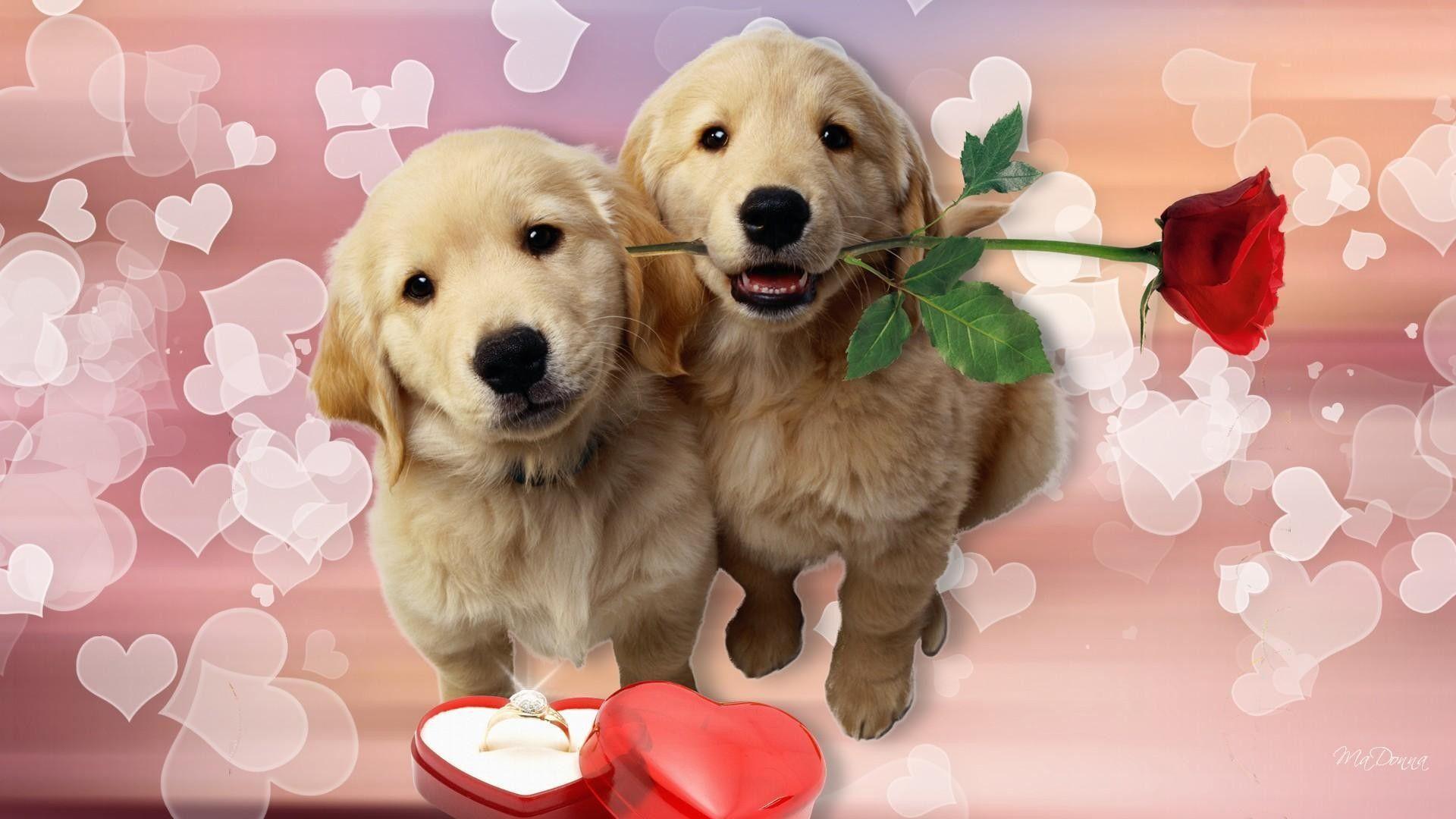 Милое пожелание любимому. Собаки любовь. Открытка «собачки». Собачка с сердечком. Щенок с цветами.