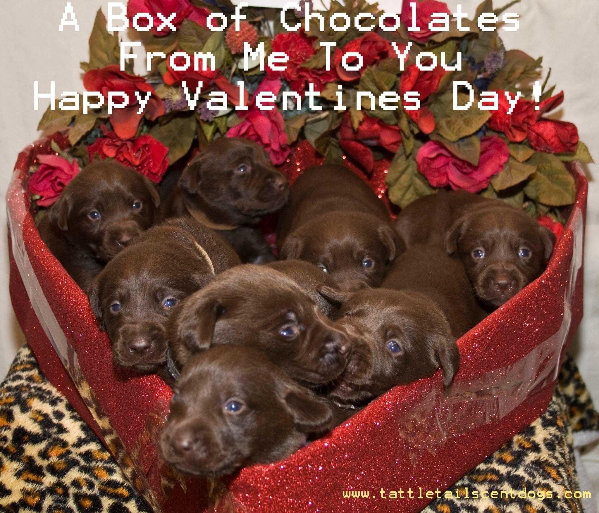 2048x1755 Puppy Valentine Wallpaper