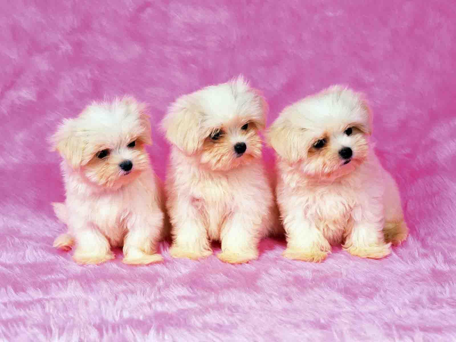 1600x1200 Free Download Cute Puppy Wallpaper
