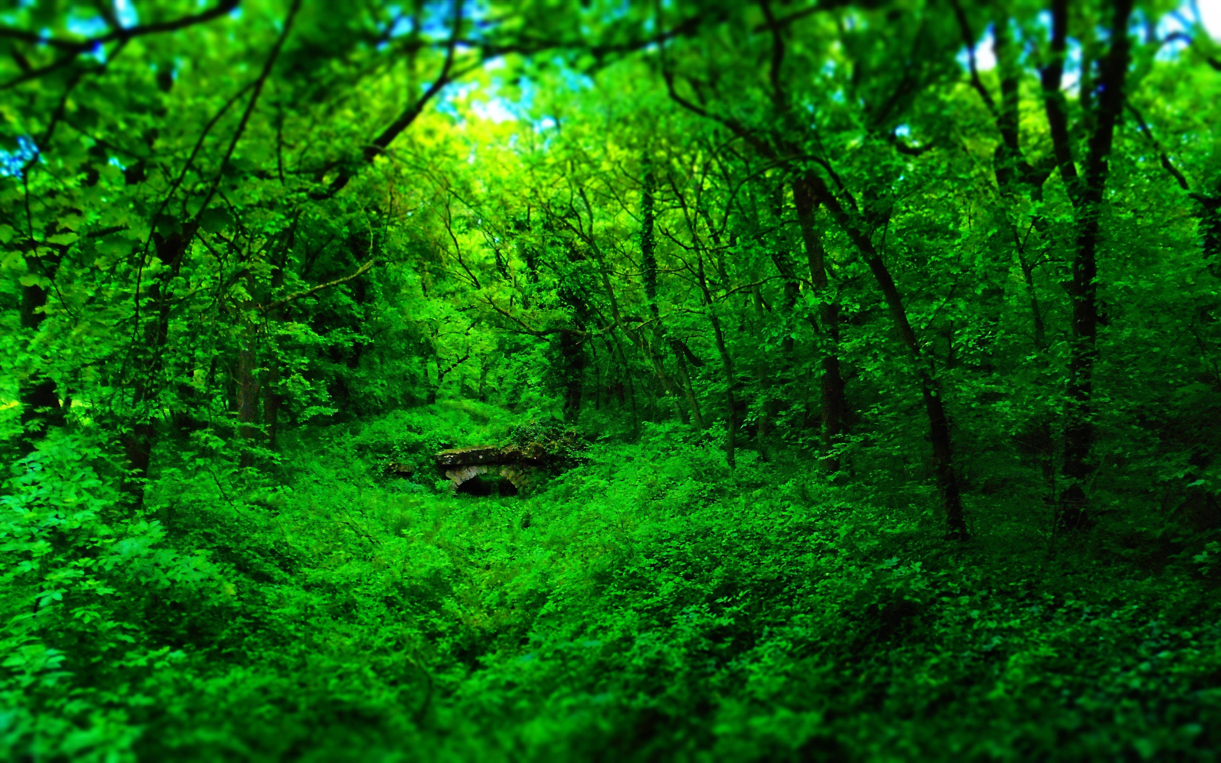 5152x3220 forest, Nature, Wood, Bridge, Green, Landscape Wallpaper HD