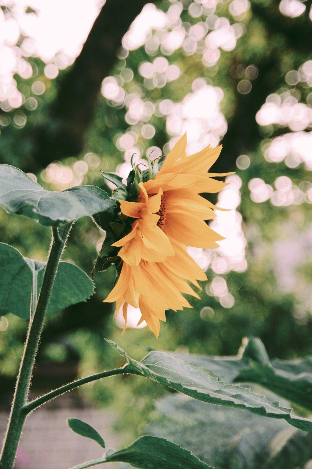 1000x1500 Wholesome best free wholesome, grey, plant and indoor photo