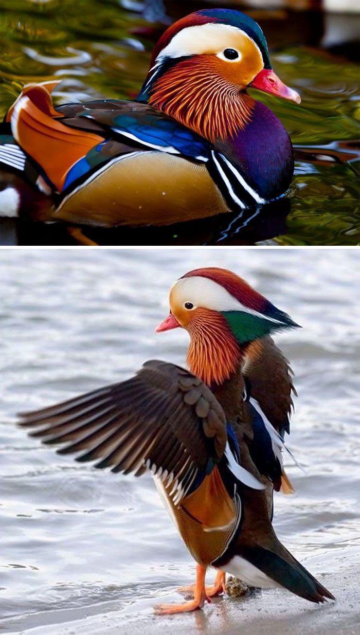 700x1235 People Are Sharing Wholesome Image Of Ducks To Bless Your Day