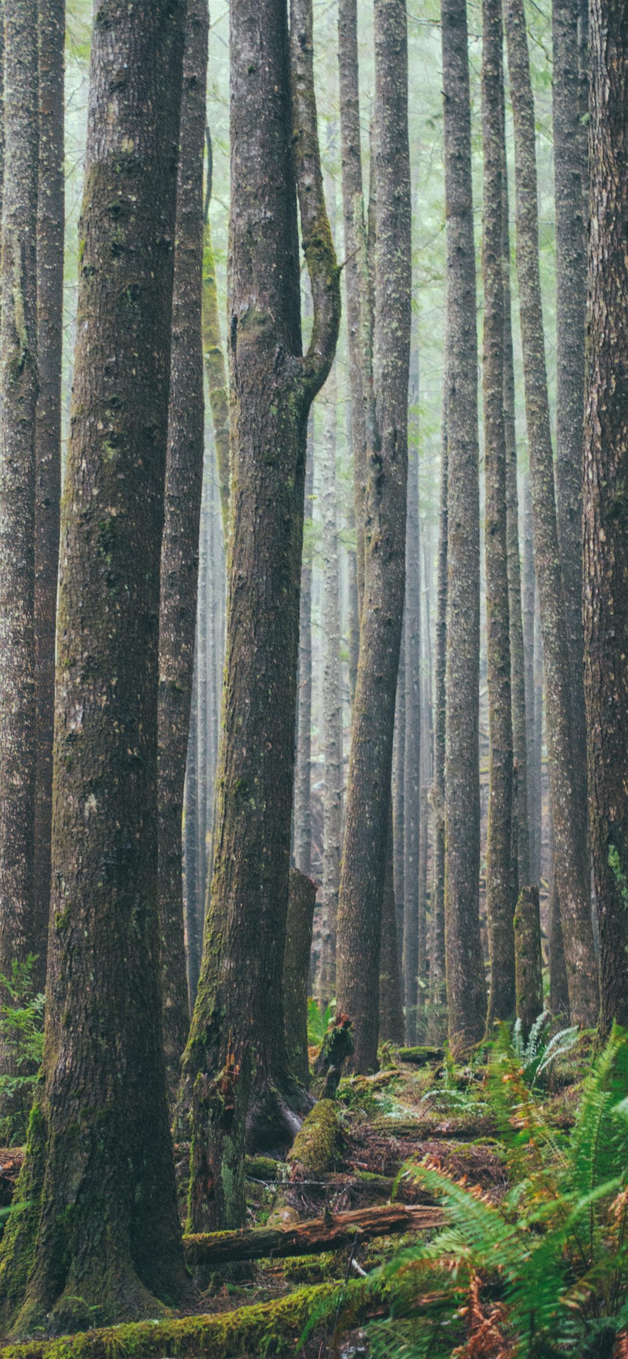 1242x2688 Ecola State Park Cannon Beach United States iPhone Wallpaper Free