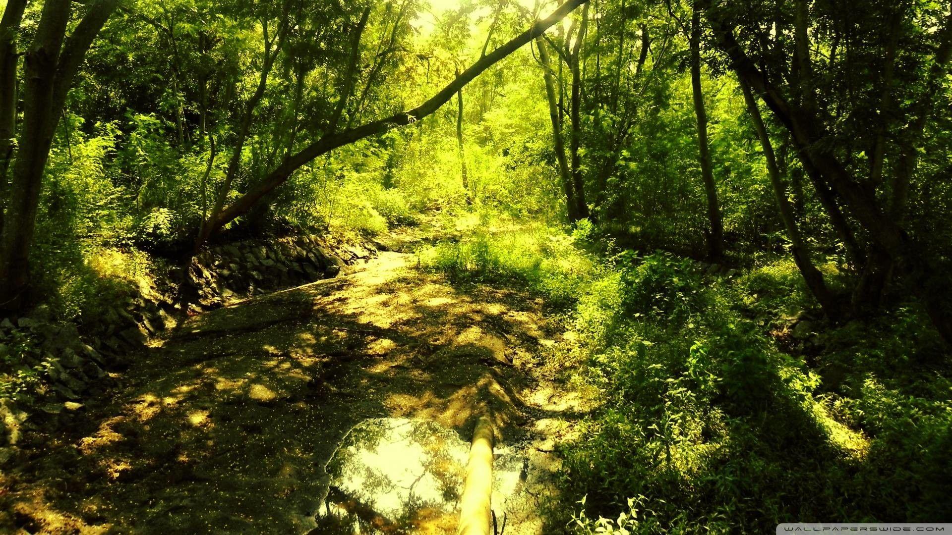 1920x1080 Trippy Forest Wallpaper
