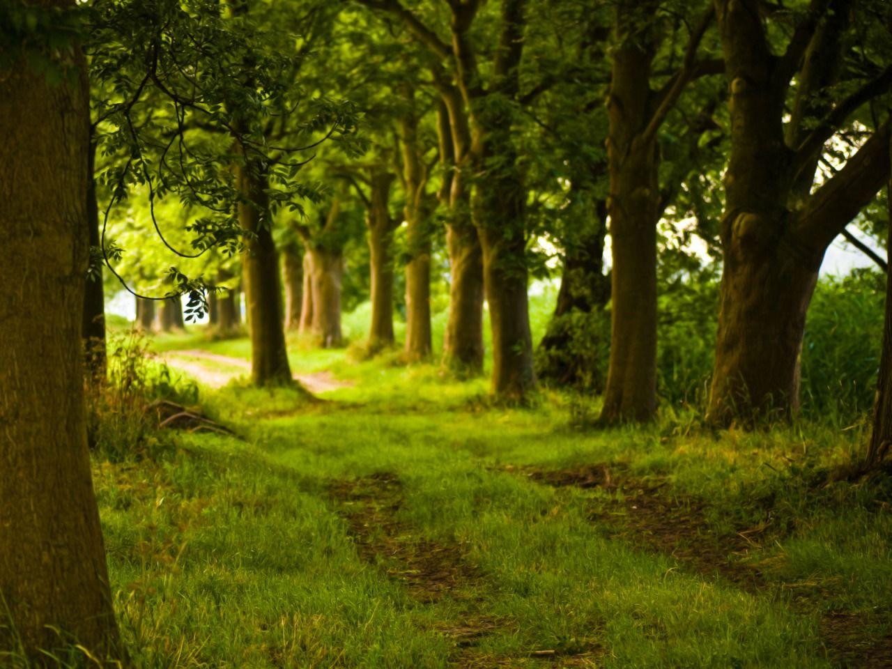 1280x960 QU: Magic forest, (background popular)