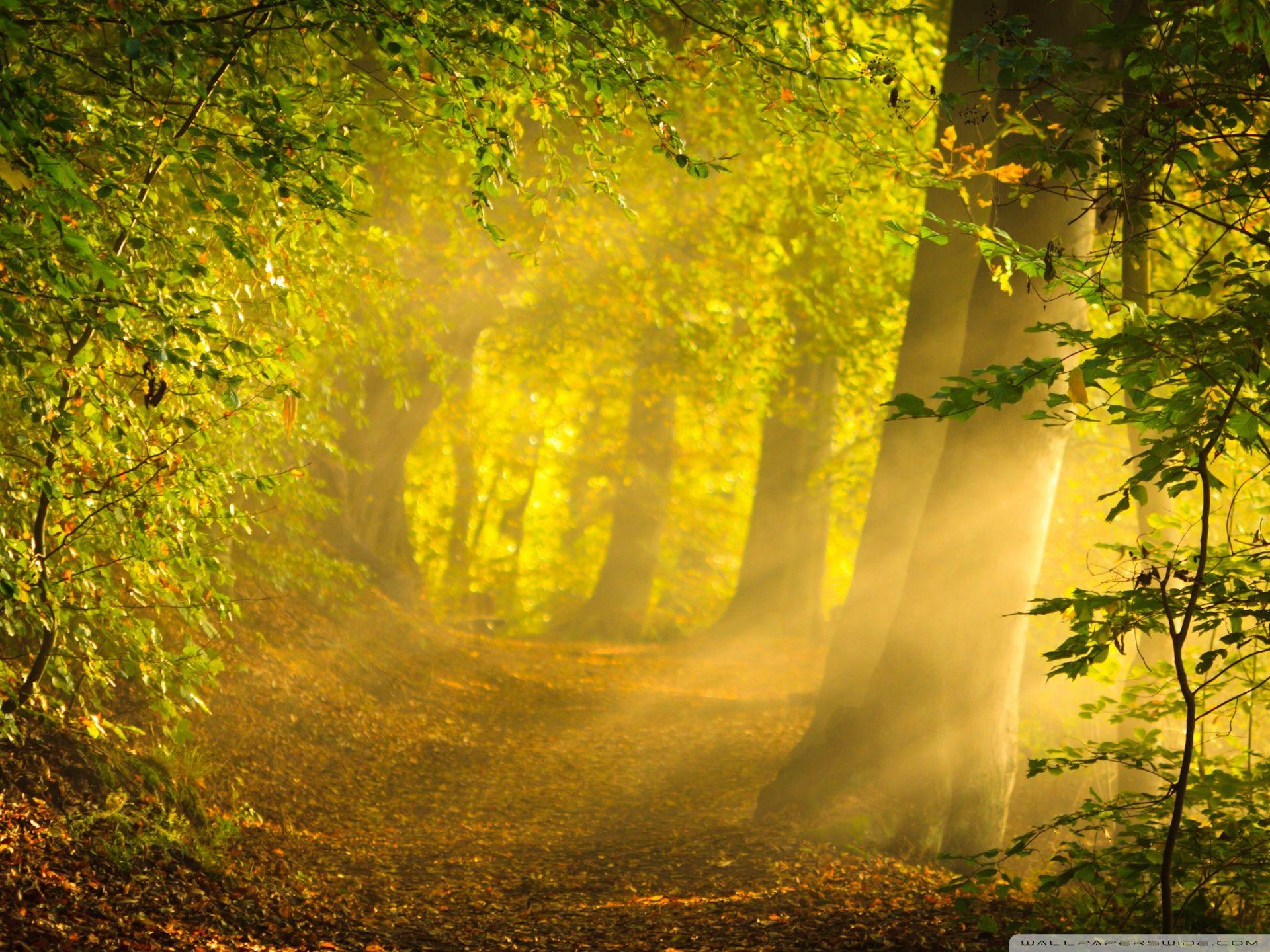 Magical Forest 4K Wallpapers - Top Free Magical Forest 4K Backgrounds ...