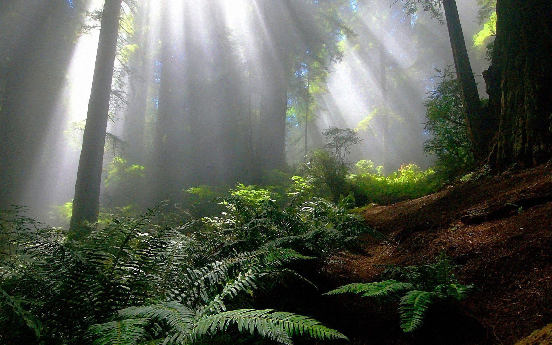 1920x1200 Enchanted Forest Background
