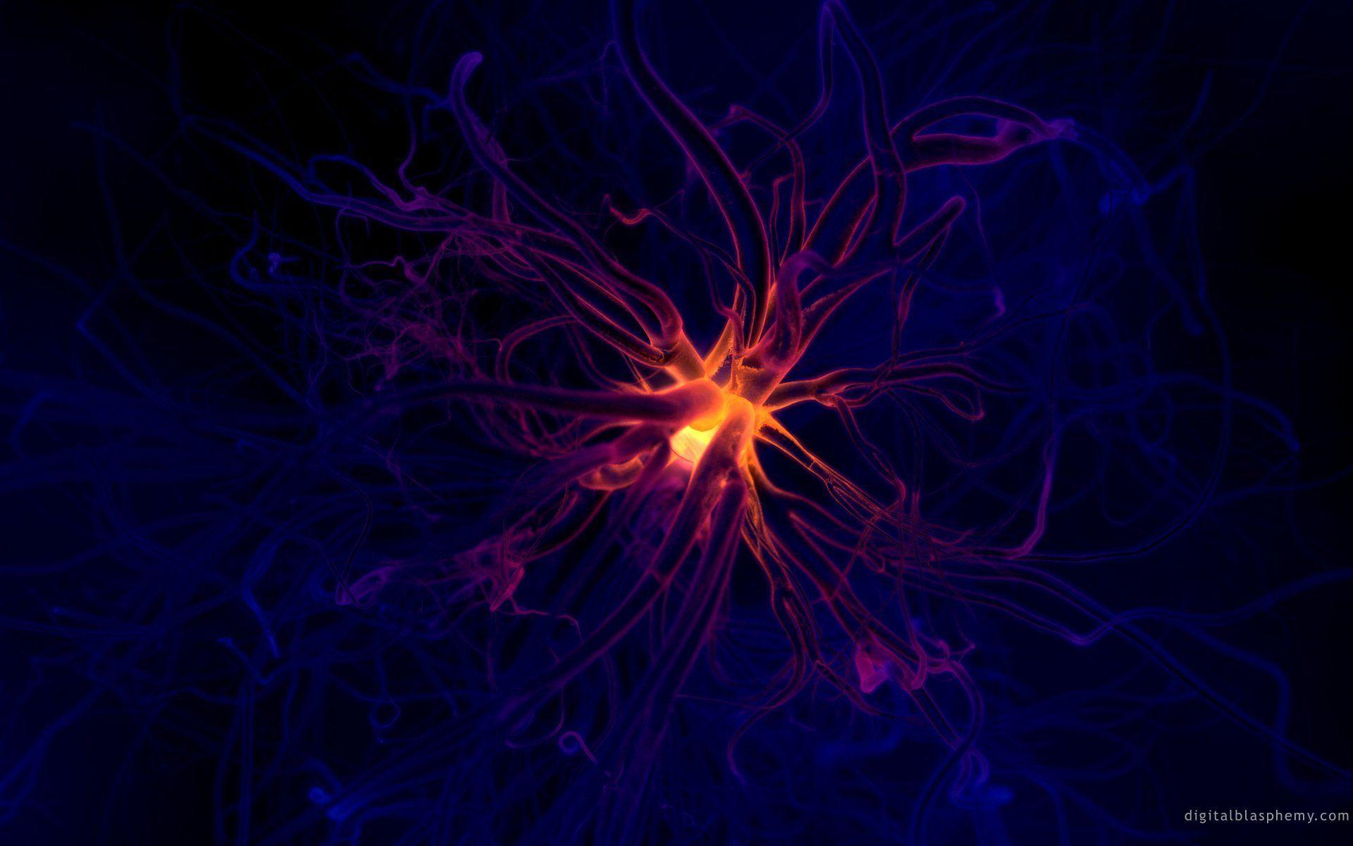 1920x1200 abstract neuron wallpaper .com