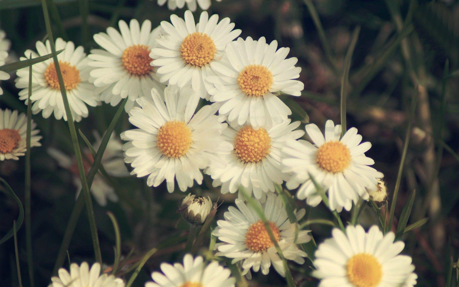 1920x1200 Desktop Daisy HD Wallpaper Windows Mac Wallpaper