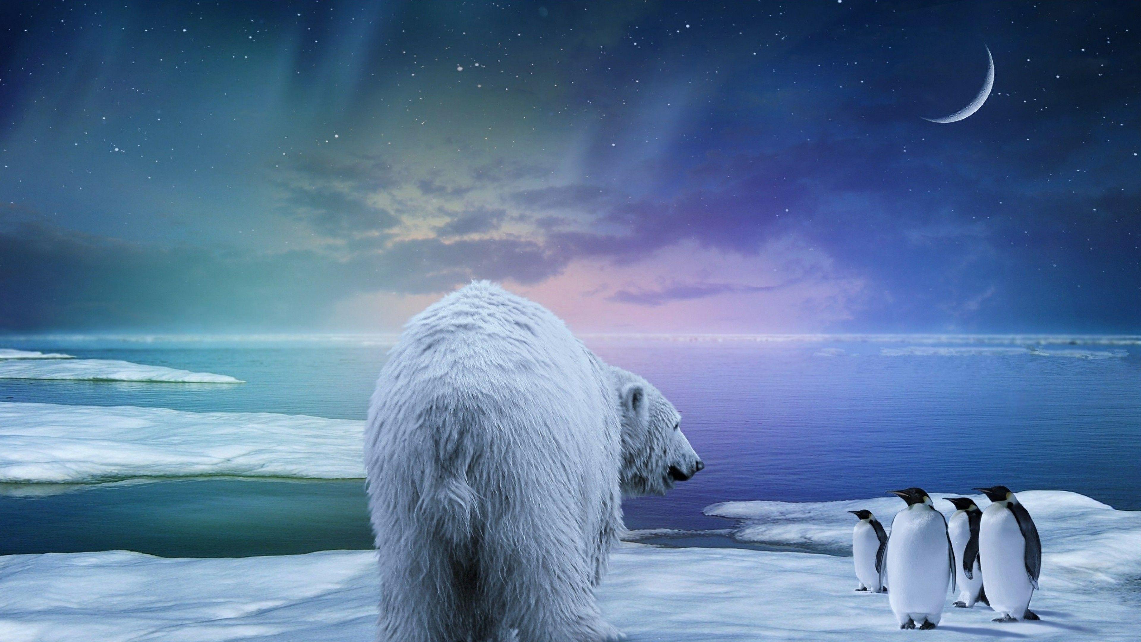 3840x2160 Free Northern Lights Image Background Photo Windows Mac