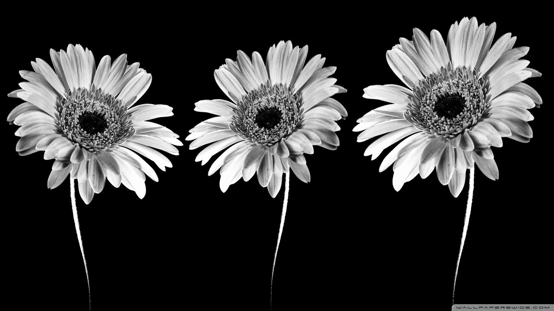 1920x1080 Download Gerbera Flowers Minimalism Wallpaper 1920x1080