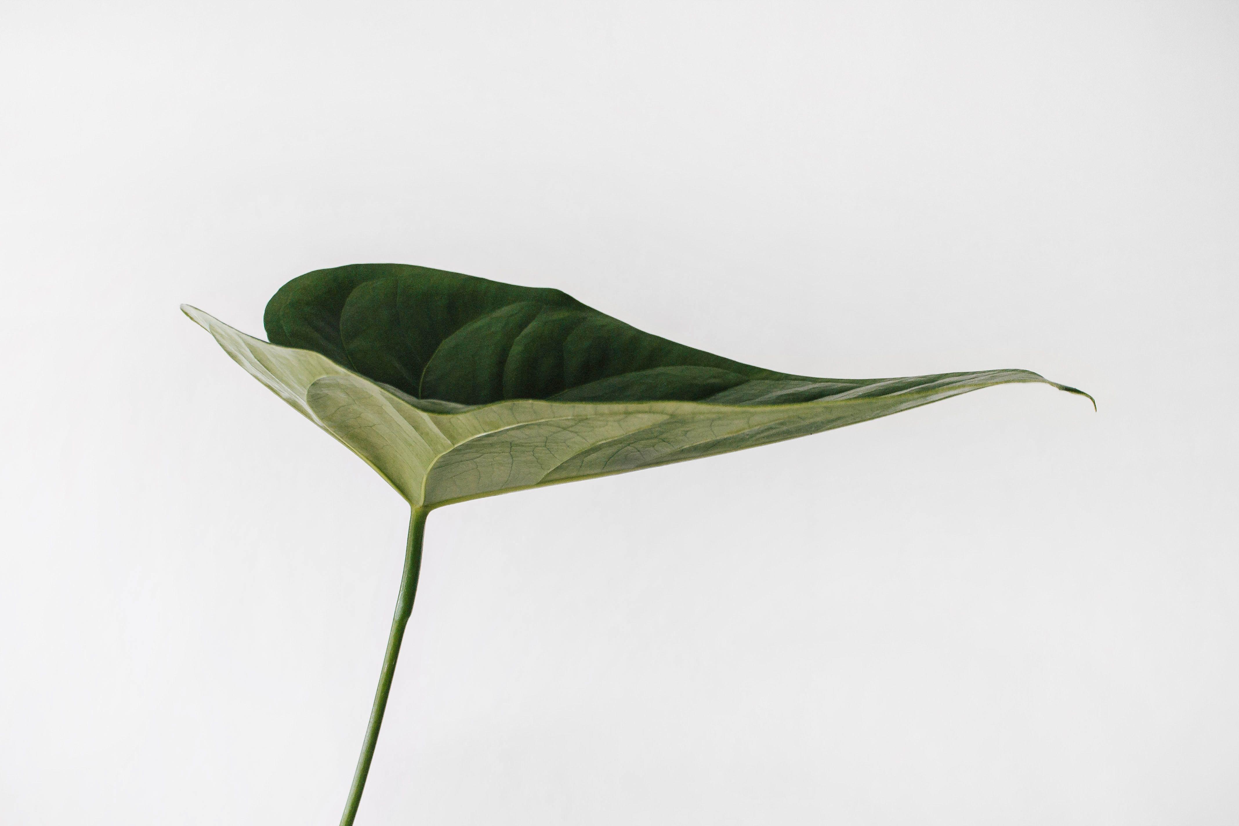 Minimalist Plant Desktop Wallpapers - Top Free Minimalist Plant Desktop