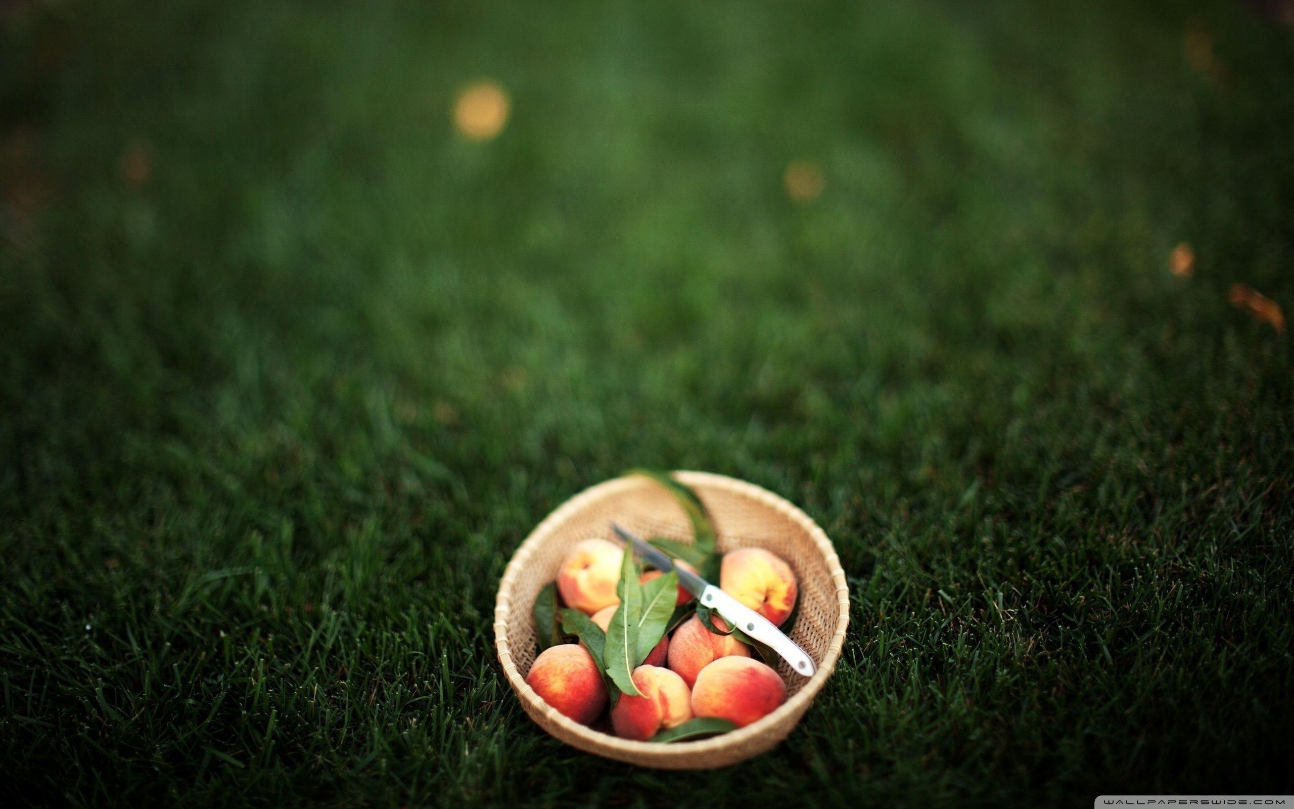 2560x1600 Summer Peaches Ultra HD Desktop Background Wallpaper for 4K UHD TV
