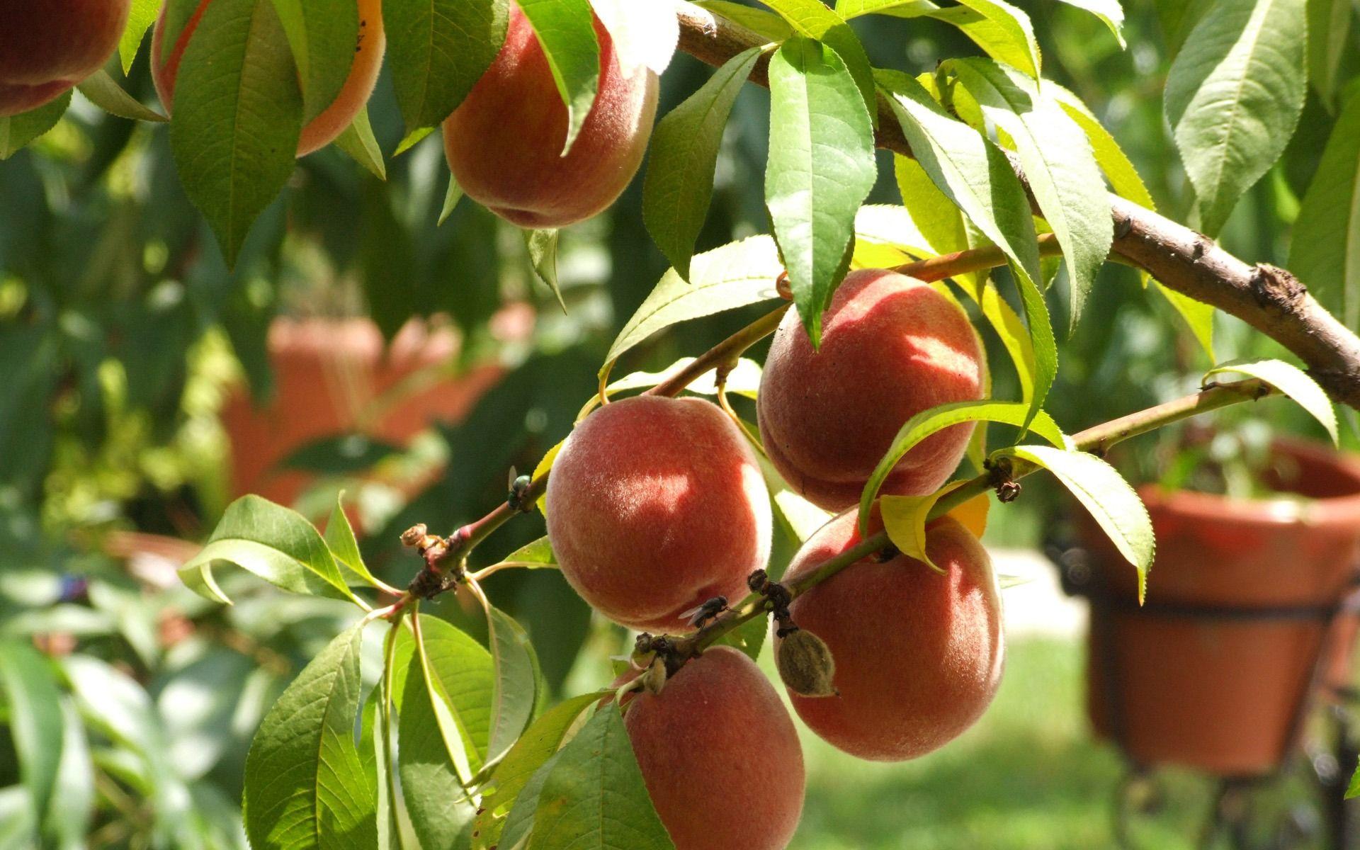 1920x1200 Peaches Wallpaper Fruits Nature Wallpaper Tree, HD