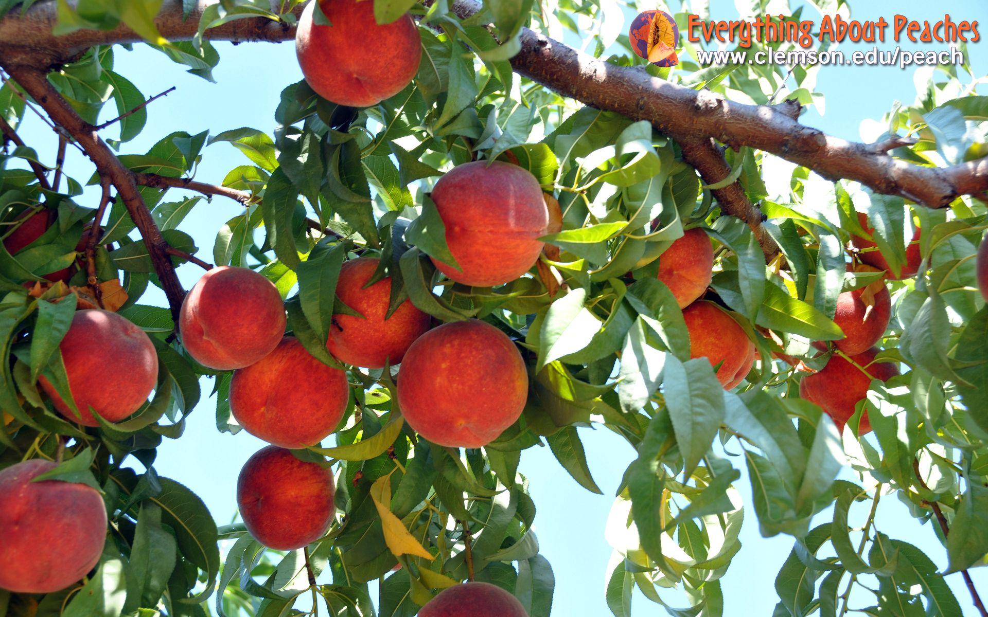 Peach Tree Wallpapers - Top Free Peach Tree Backgrounds - WallpaperAccess