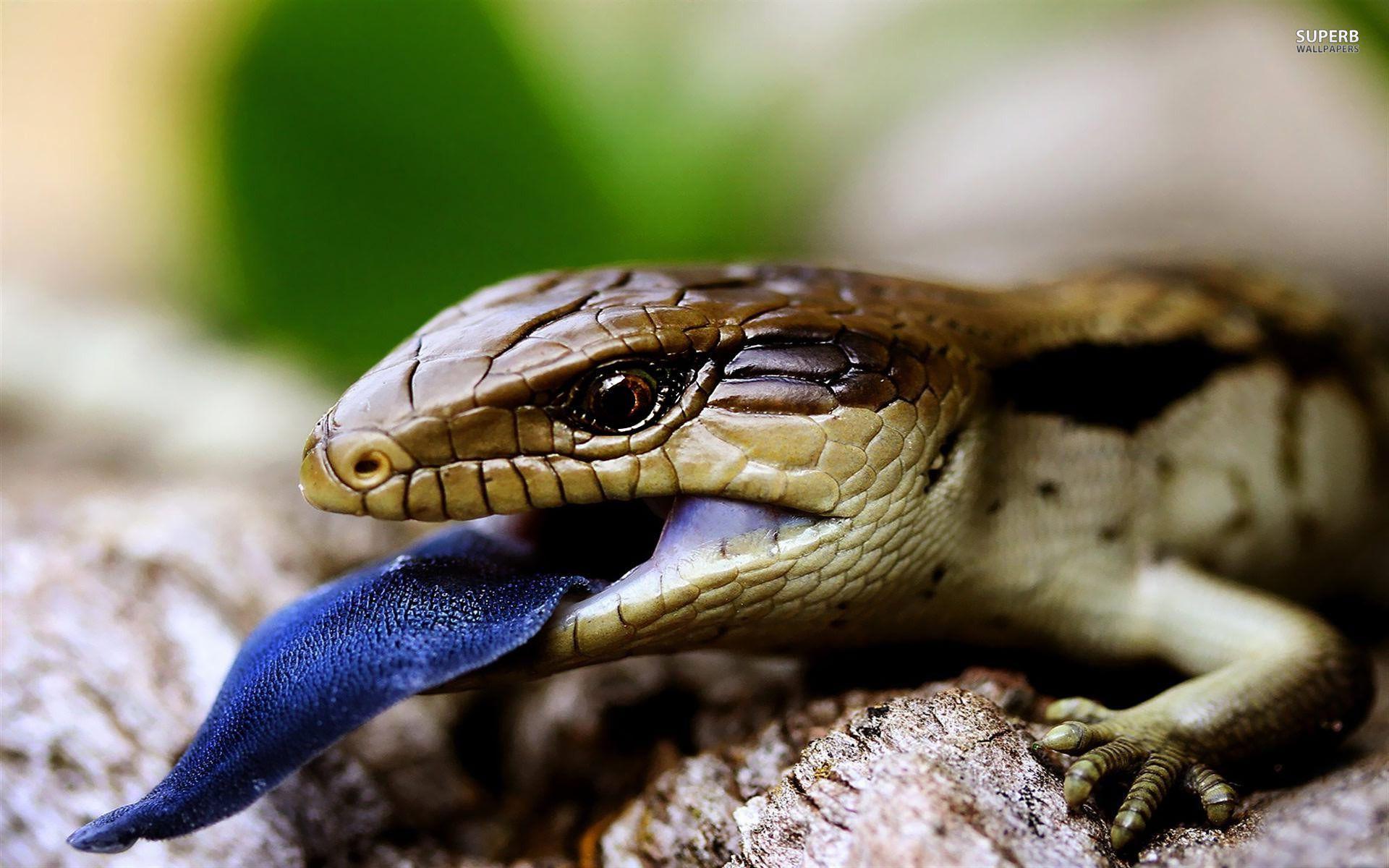 1920x1200 Blue Tongued Skink Wallpaper. Blue Tongue Skink, Lizard, Pet Birds