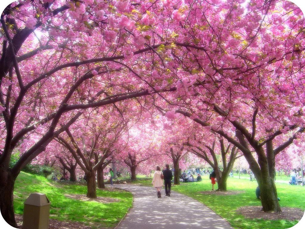1024x768 Image result for cherry blossom tree. Trees and Bushes