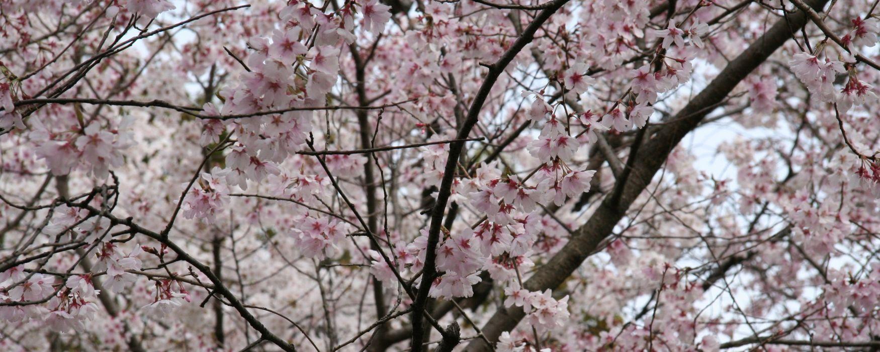 1750x700 Japan cherry blossoms trees flowers pink flowers sakura tree