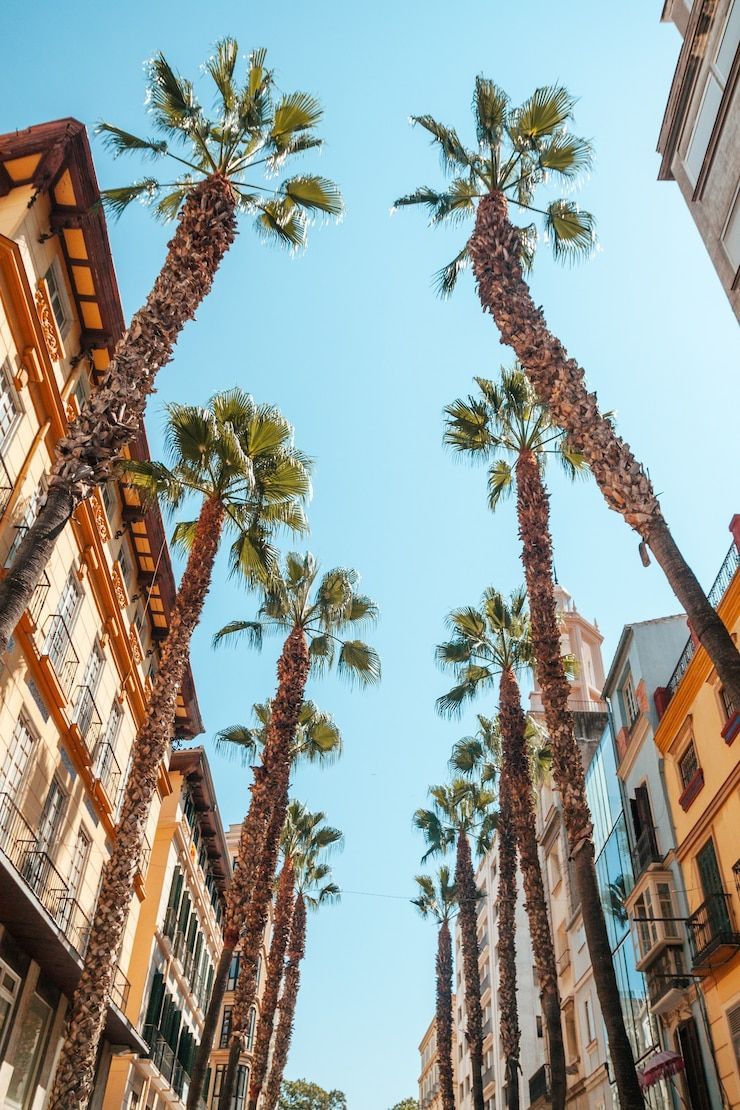 740x1110 Montpellier Image
